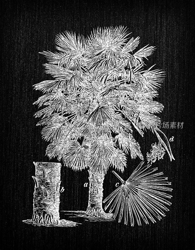 植物学植物仿古雕刻插画:Chamaerops humilis(欧洲扇棕榈或地中海矮棕榈)